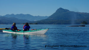 A humpback whale swims past our kayaks.