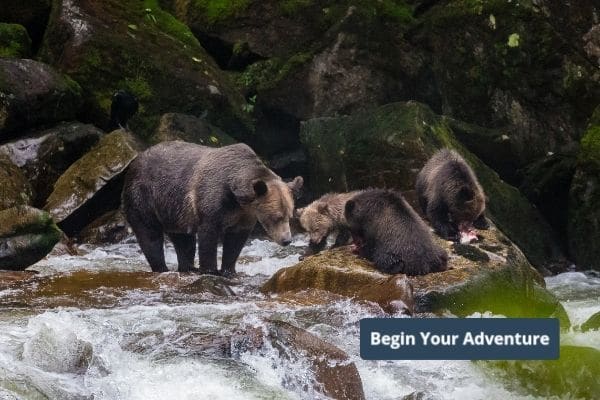 Whales and Grizzly Bears - Begin Your Adventure
