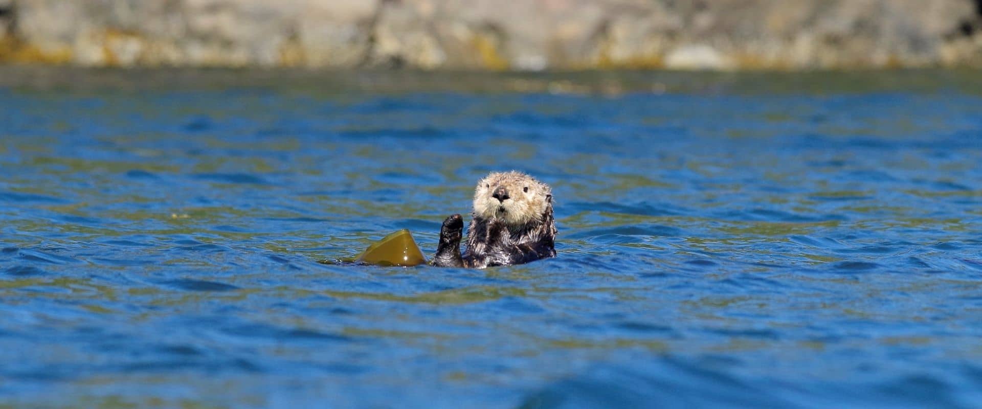 Sea Otter Explorer Kayak Tour - Kingfisher Wilderness Adventures