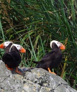 haida gwaii puffins
