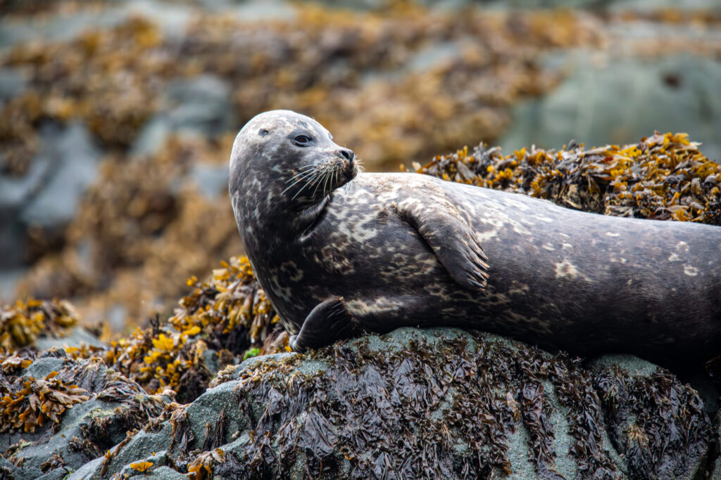 Seal lounging on a rock on kayak with whales trip