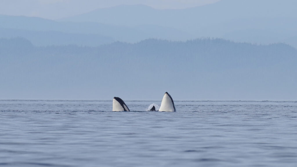 Two orcas surfacing from the ocean on a kayaking with whales trip
